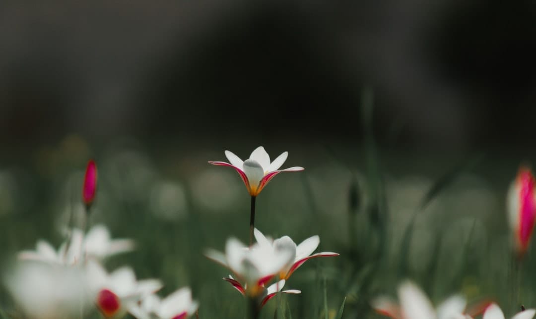 Photo Flower garden