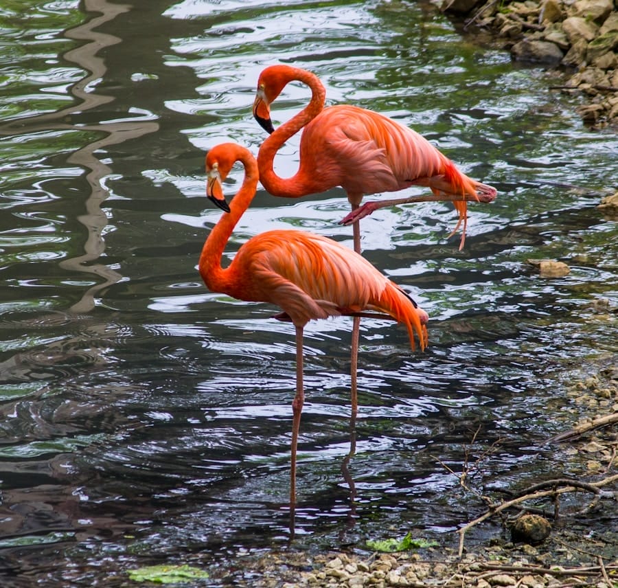 Menikmati Keindahan Cluster Flamingo The Springs