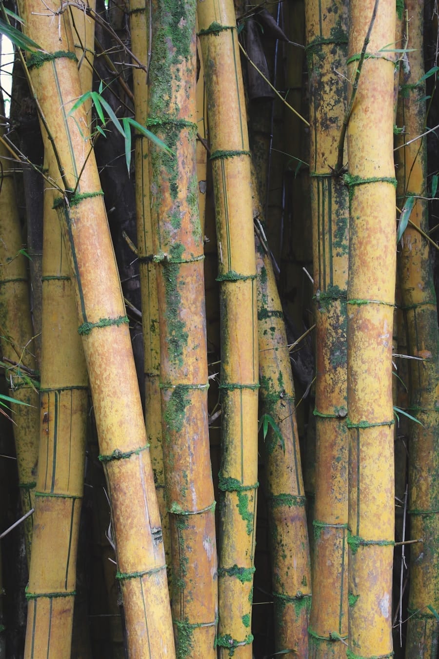 Photo Characteristics of genuine petuk bamboo
