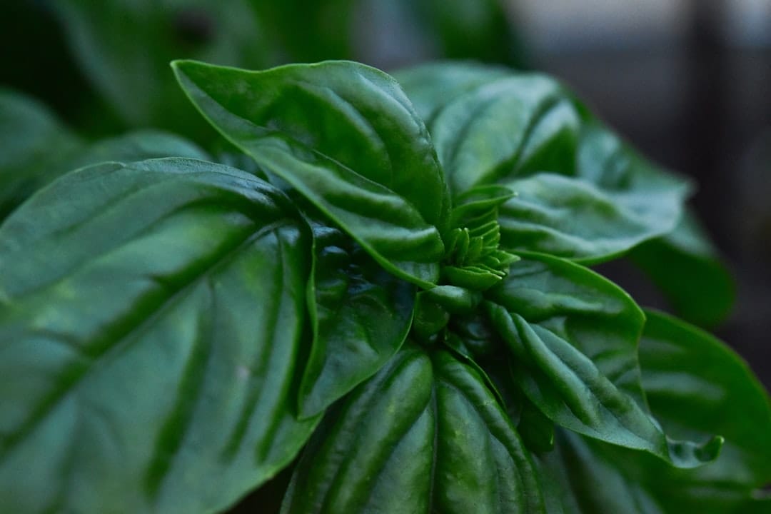 Photo Herbal garden