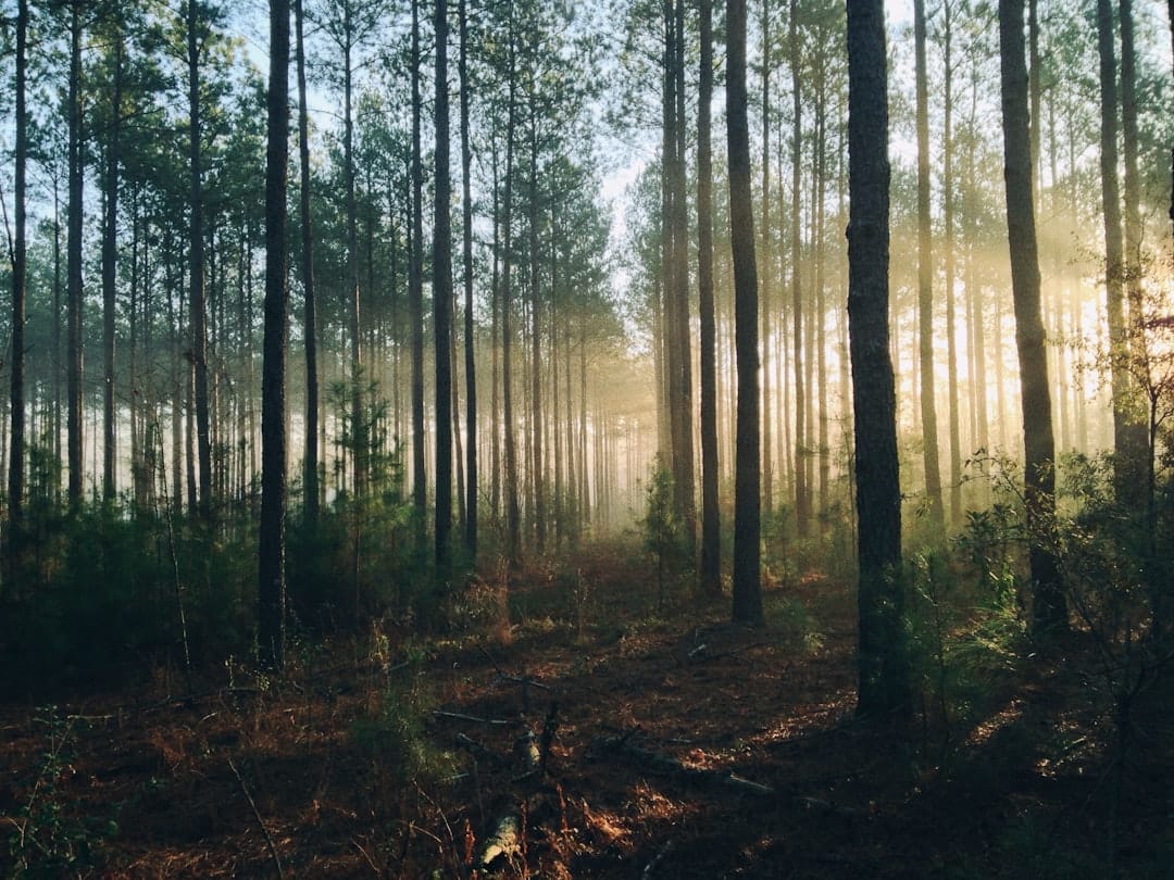 Kesenangan di Hutan dengan Udara Segar Foresta Fresco