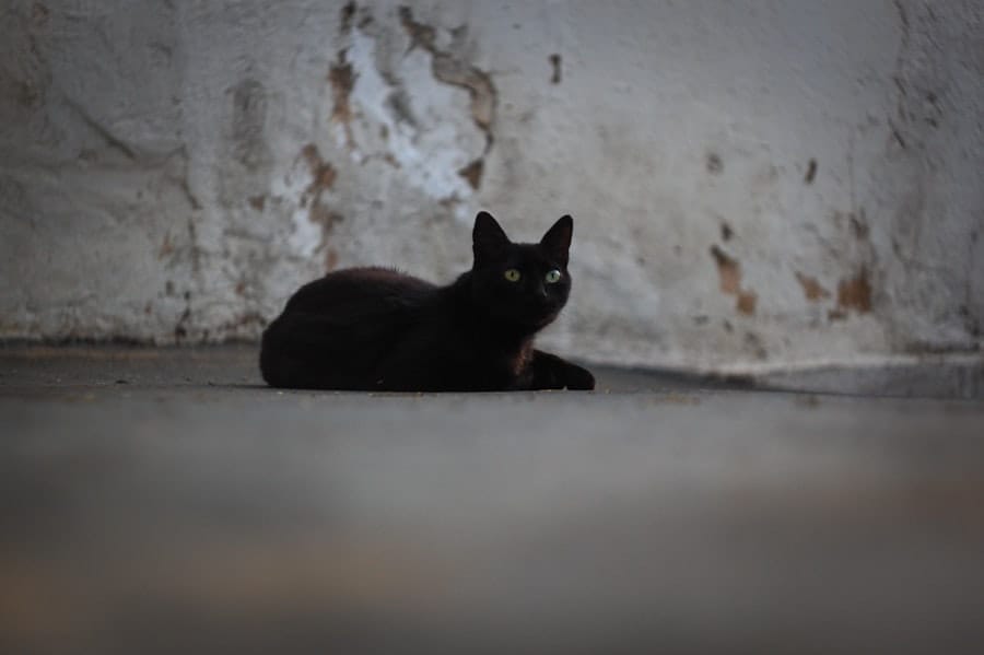 black cat entering house