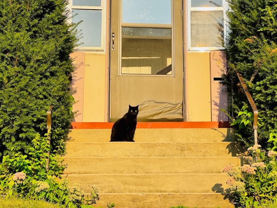 Photo black cat entering house