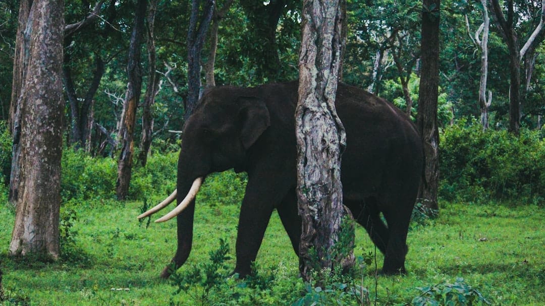 Menikmati Liburan di Pondok Safari Indah
