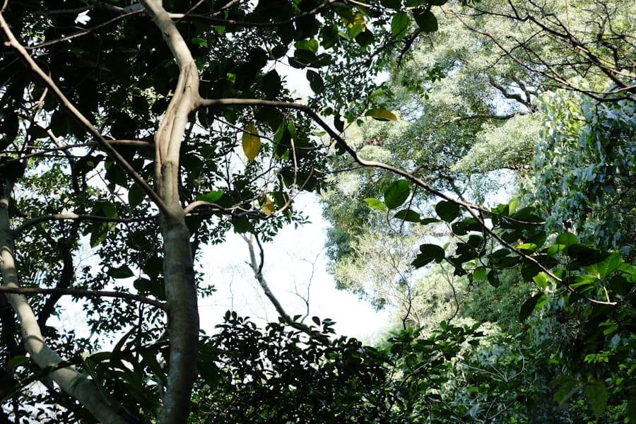 ray white diponegoro