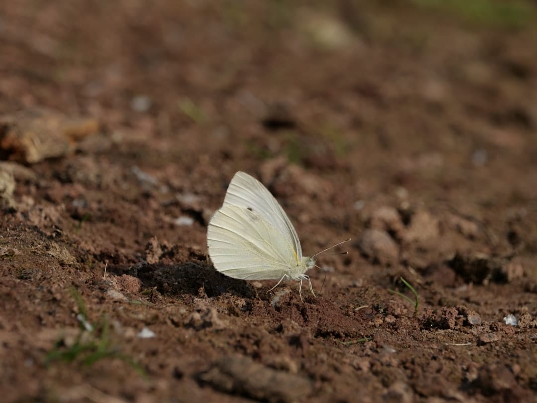 Photo ray white kuta