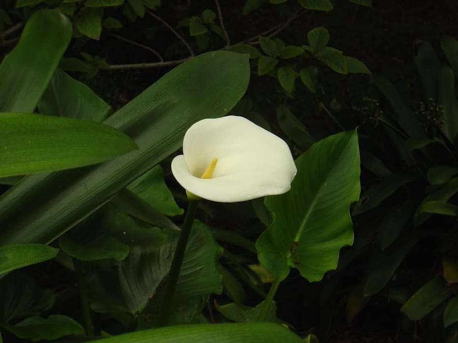 Photo ray white menteng