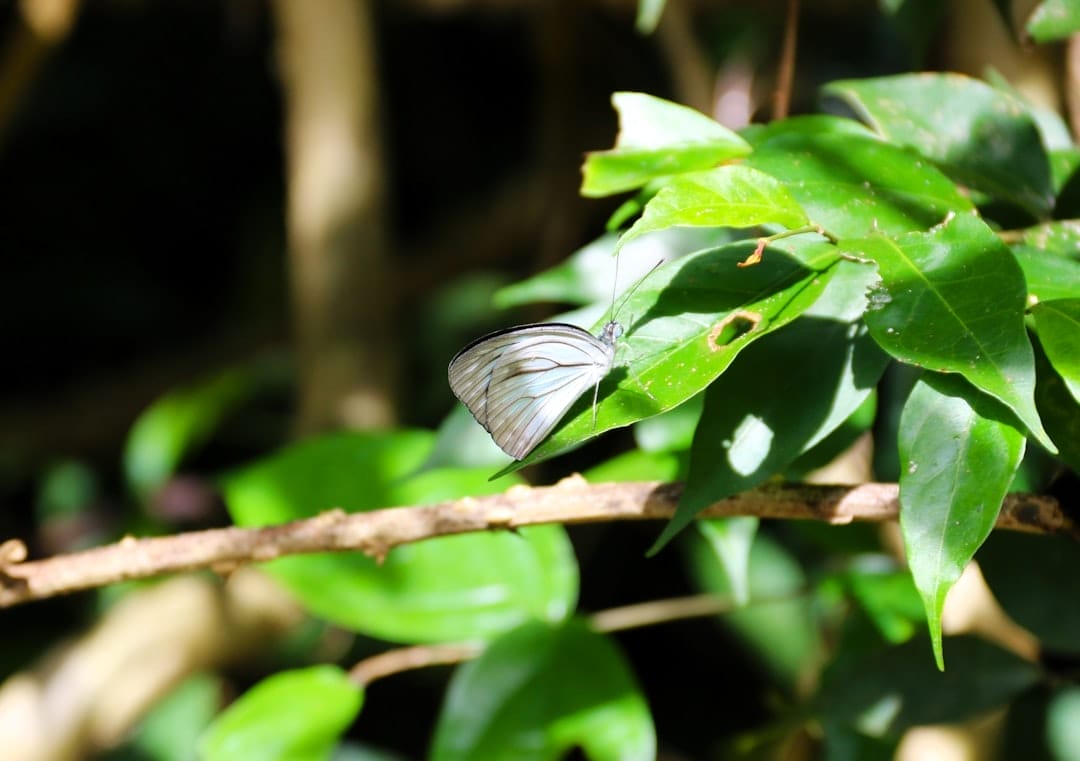 Photo ray white diponegoro