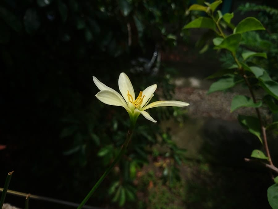 Photo ray white diponegoro