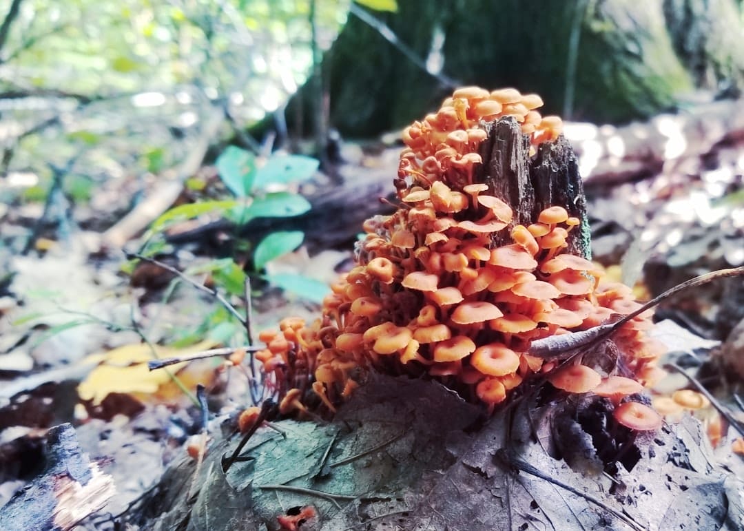 Manfaat Cluster De Orange untuk Kesehatan